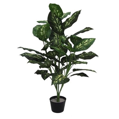 Dieffenbachia Plant Everyday Tree