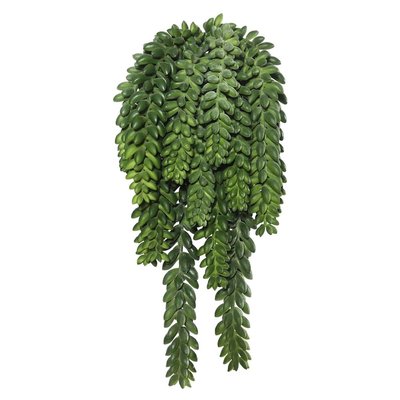 Donkeys Tail Bush With  Bean Succulent